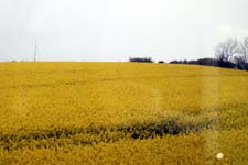 IMG_6556_1440x960
