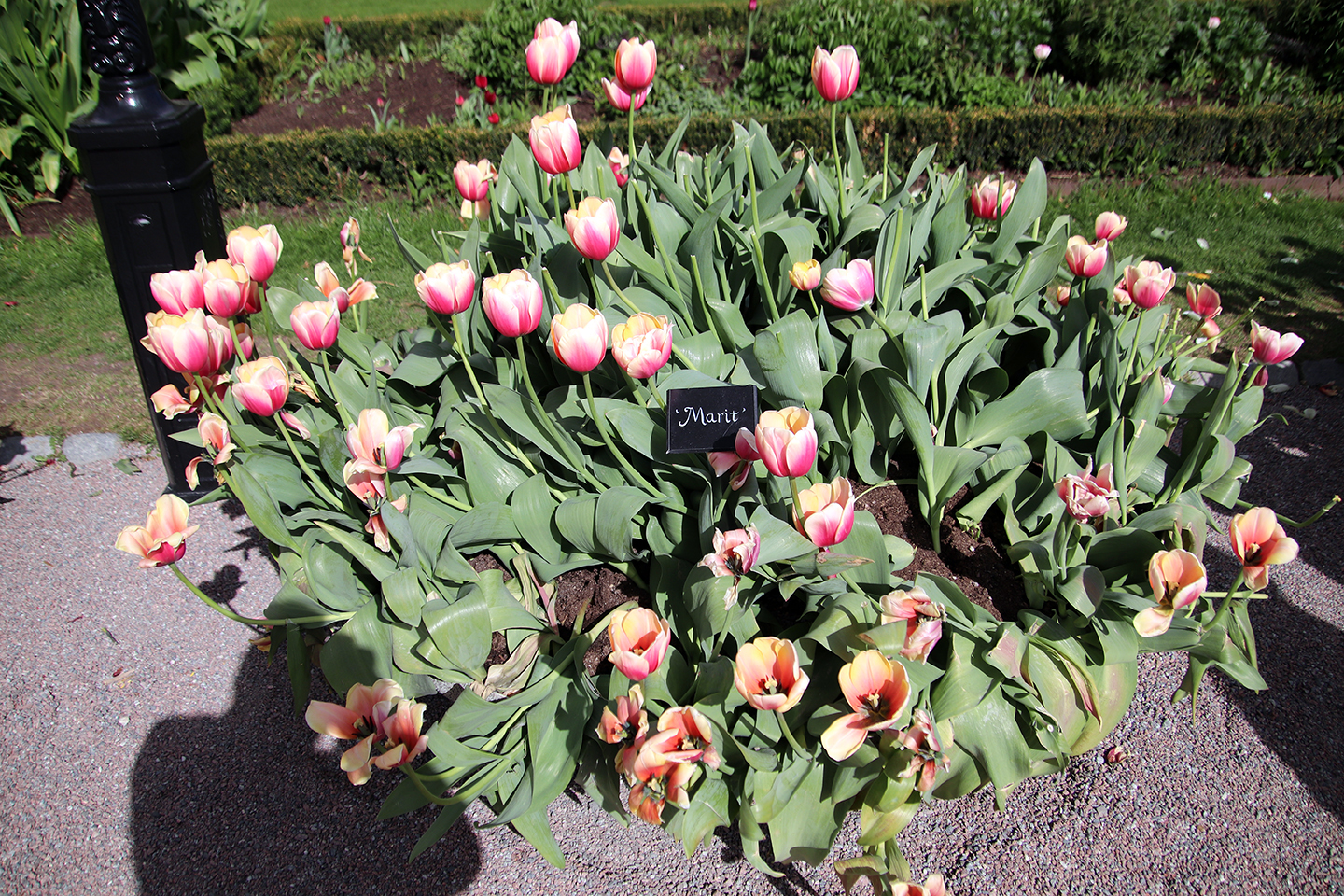 IMG_8291_1440x960